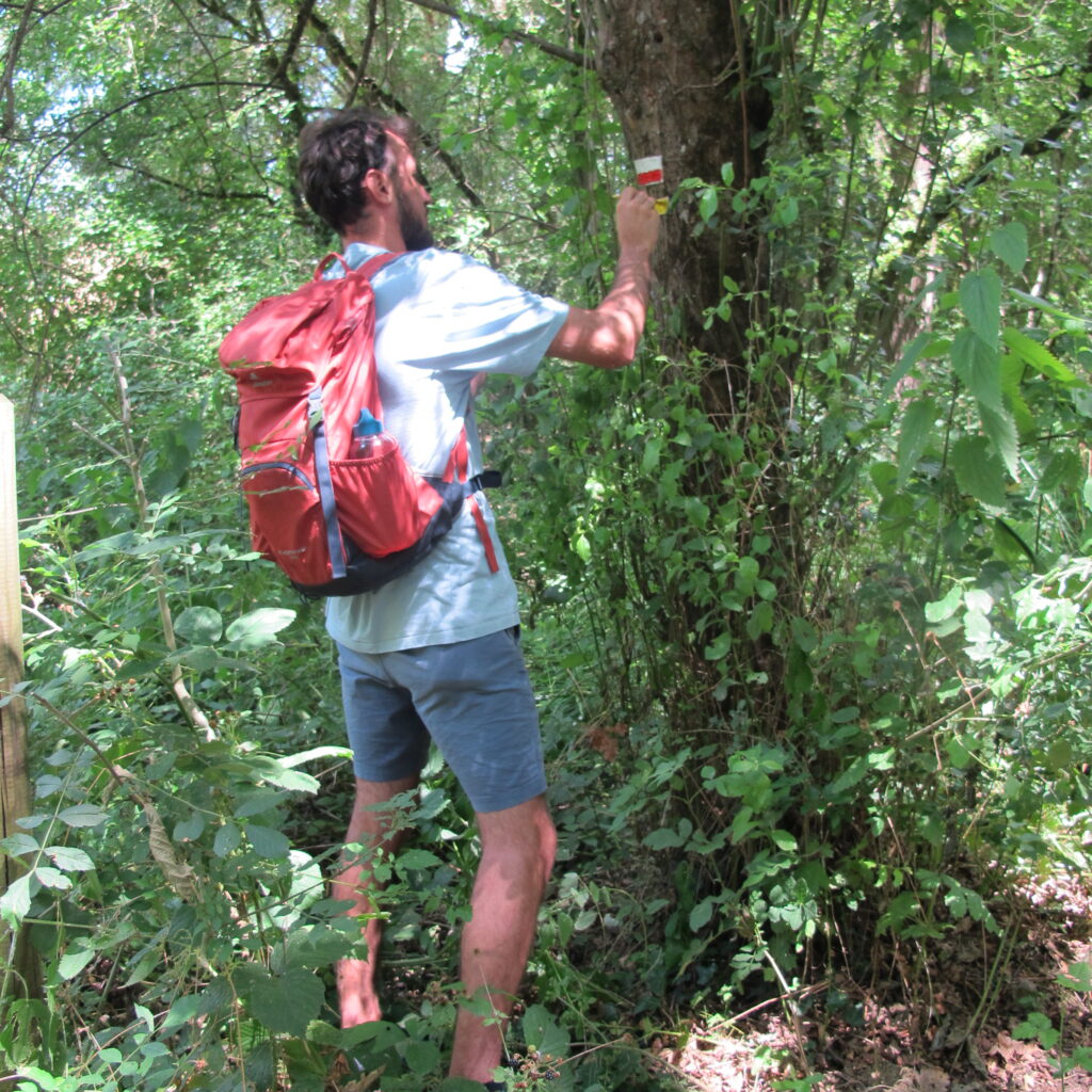Aubin, jeune bénévole, participe à un chantier de balisage et fait de la peinture sur un arbre.