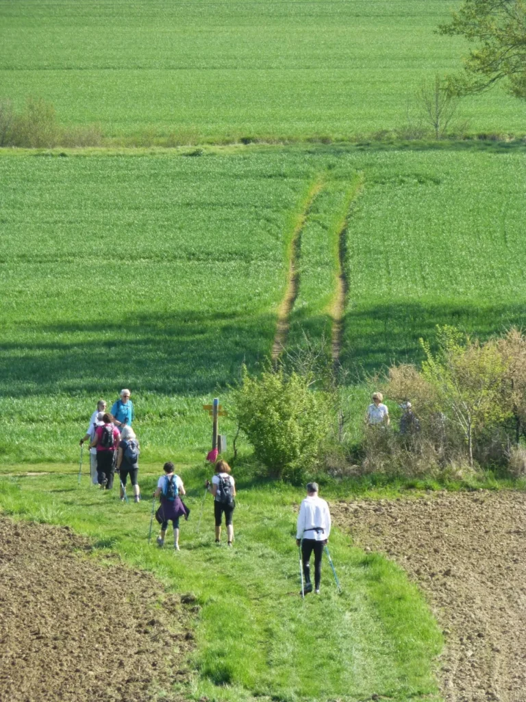 Un groupe de six randonneurs marcheurs avec des bâtons de marche, sur un sentier herbeux entre un champ labouré à droite et un vaste champ de blé vert à gauche. Deux autres personnes sont visibles plus loin près d'arbustes. Le sentier serpente à travers la campagne sous un ciel clair.