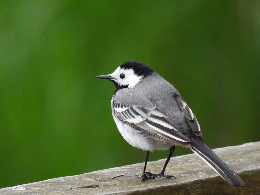 RANDONNEE ORNITHOLOGIQUE